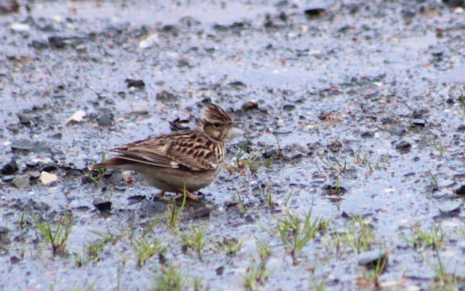 Wood Lark